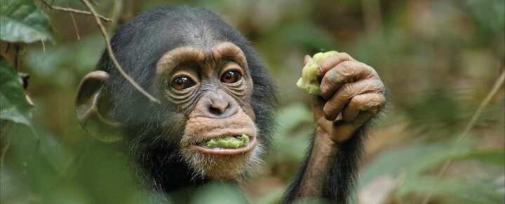 Oscar, Disney's Chimpanzee - film review