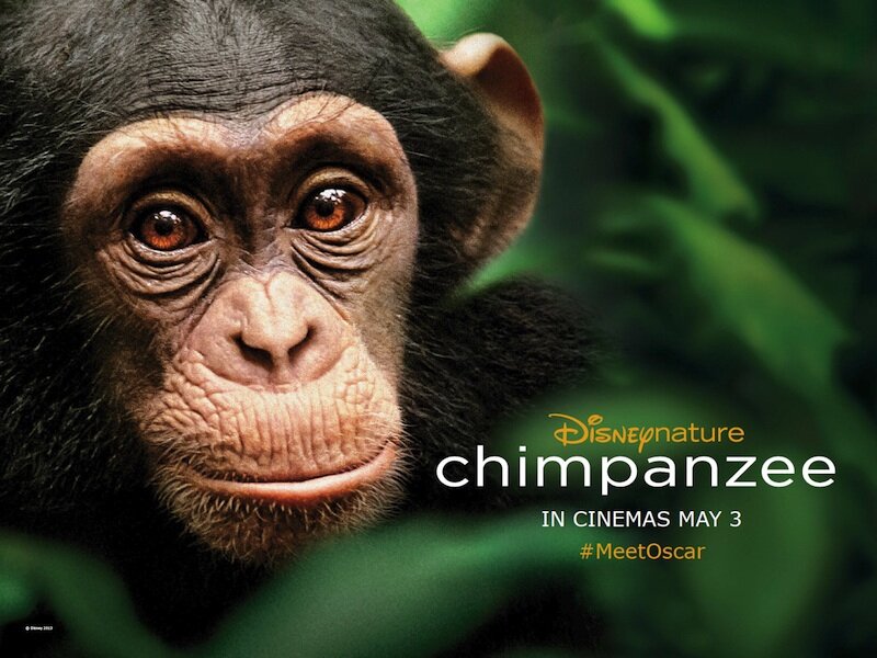 Chimpanzee quad poster - Disney